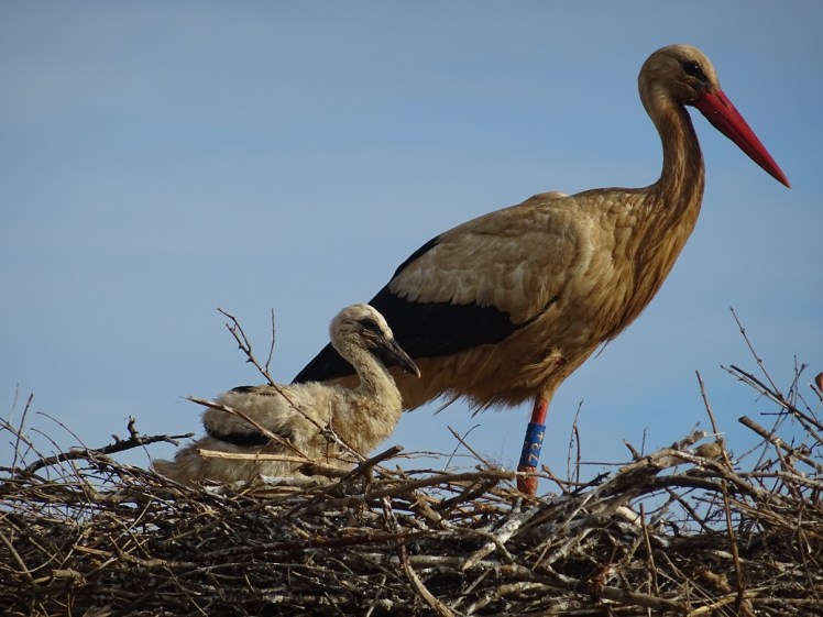 Babystorch